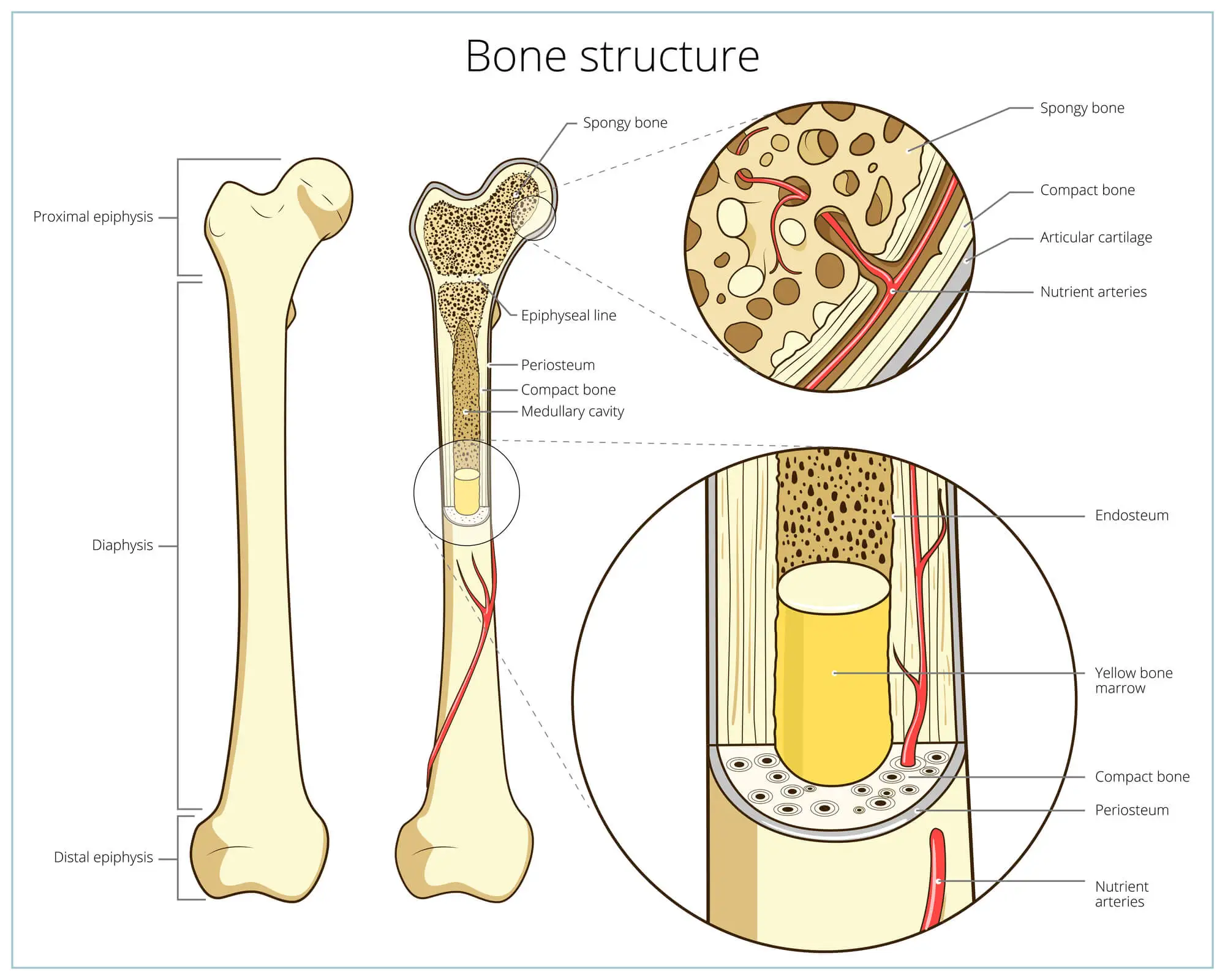 bone structure and anatomy