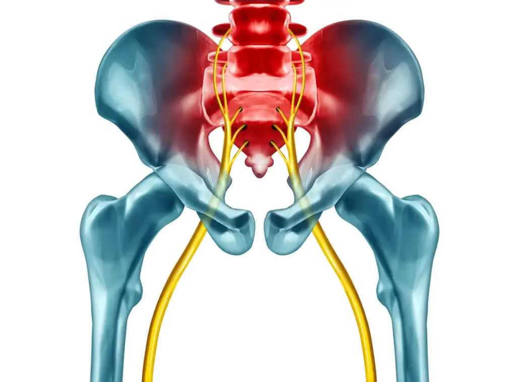 Relatyv - Important Facts About The Sciatic Nerve: Understanding Its Anatomy