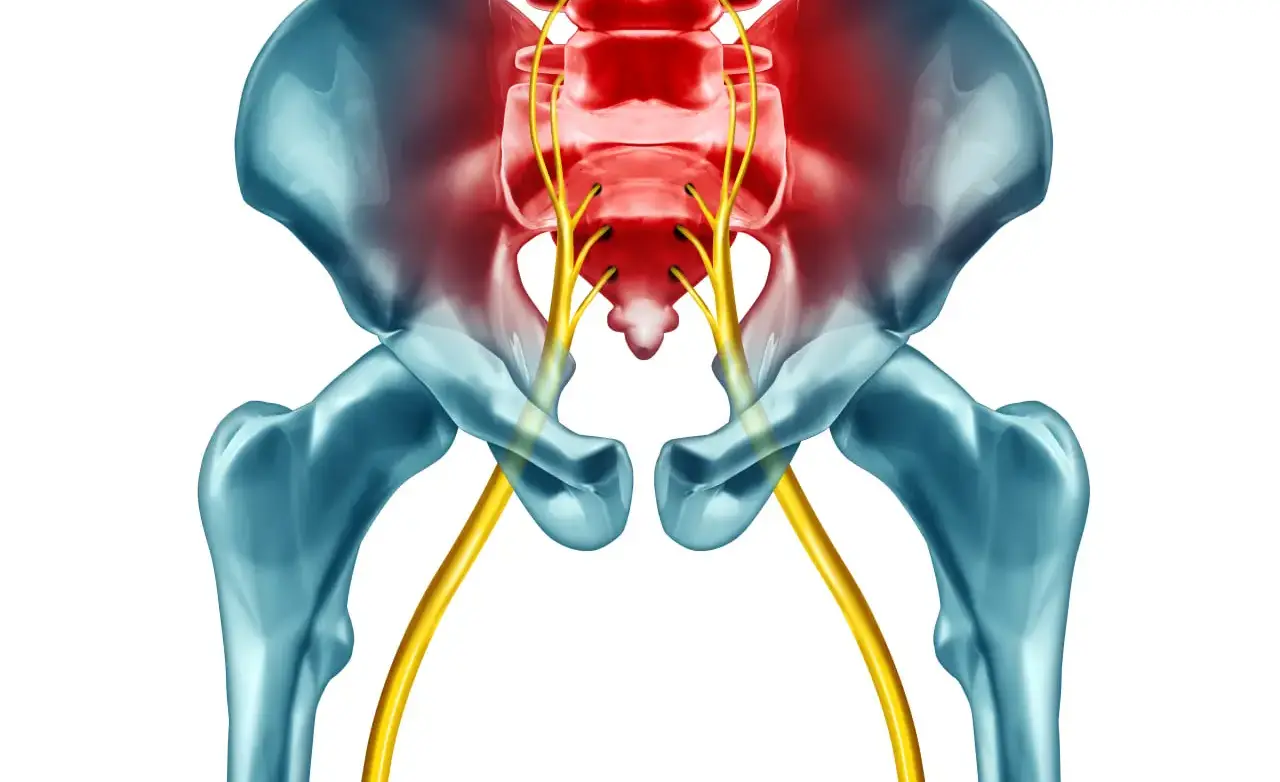 Relatyv - Important Facts About The Sciatic Nerve: Understanding Its Anatomy